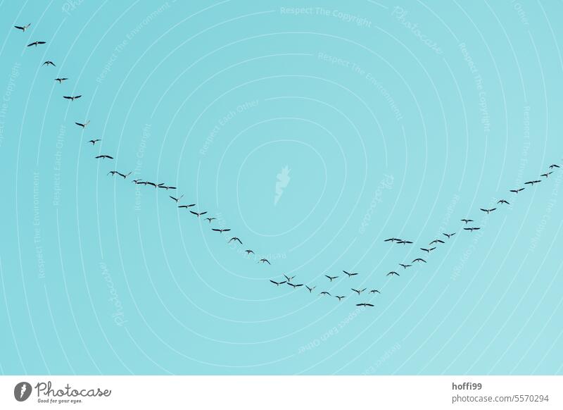 V Formation von Zugvögeln am blauen Himmel Formationsflug Wildgänse graugänse Graugänse Schwarm im Flug Zugvogel Vögel fliegen Vogelschwarm Herbst Vogelzug