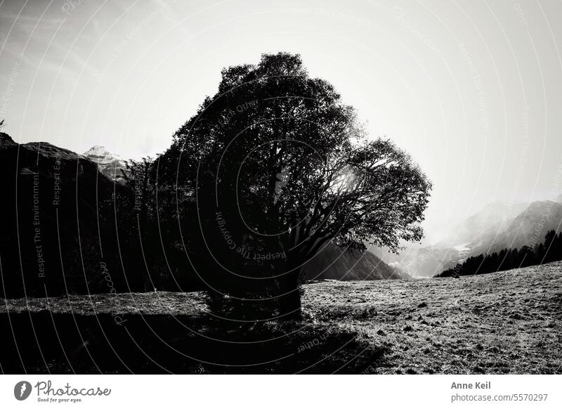 Baum mit Licht und Schatten in den Bergen. Natur Wald Sonne Landschaft Außenaufnahme Sonnenlicht Menschenleer Gegenlicht Schönes Wetter Himmel Kontrast