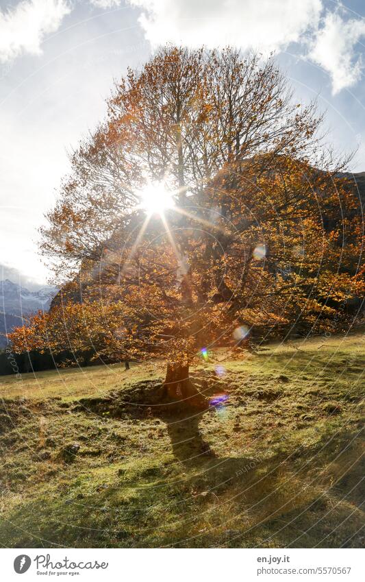 Sonnenstern im Ahorn Baum Herbst Sonnenstrahlen Gegenlicht Wiese Licht und Schatten Berge Himmel lens flare Sonnenlicht Ahornboden Östereich Schönes Wetter