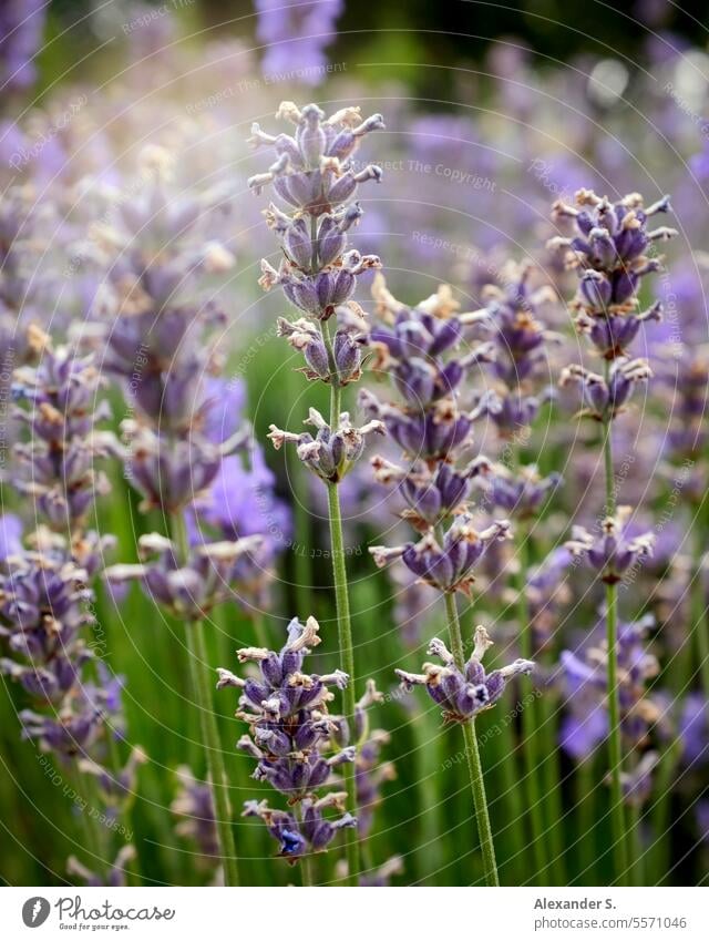 Lavendelfeld bei Sonnenuntergang Lavendelblüte Lavendelblüten Lavendelblume Blüte Blütenpflanze violett violette Blume violette Blüten violette Blumen Natur