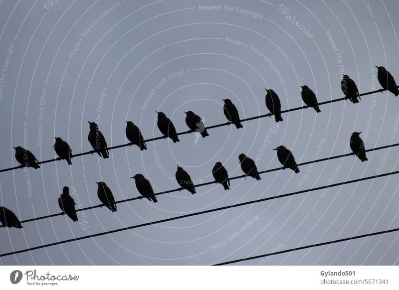 Stare versammeln sich vor dem Abflug in ihr Winterquartier Vogelzug Schwarm Draht Silhouette Tierwelt schwarze Vögel Sammeln fliegen Migration Tiere Herbst