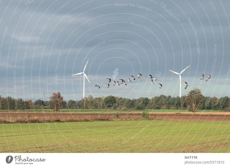 Herbstzeit | Kranichgruppe im Tiefflug vor 2 Windrädern Natur Landschaft schönes Wetter Tiere Vögel Zugvögel kleine Gruppe Kraniche Felder Stoppelfeld Bäume