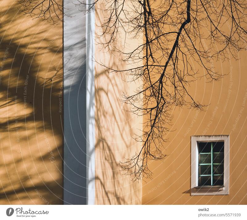 Lohsa Kirche Wand Mauer Baum Baumschatten Zweige u. Äste Fassade Lausitz Ostsachsen Außenaufnahme Farbfoto Menschenleer Tag Sonnenlicht Kontrast Schatten