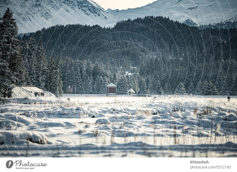 Schneebedeckter Schilf mit Damm im Hintergrund und Spaziergänger Wintertag Winterstimmung winterlich Wintereinbruch weiß Winterwald Natur Kälte Wetter Dezember