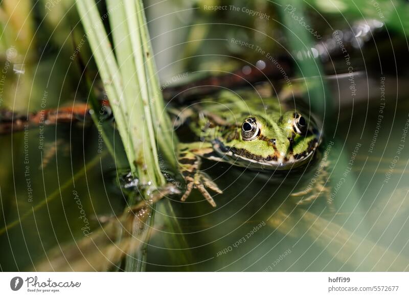 Frosch im Tümpel Kröte Glubschauge Biotop Froschlurche Lurch Gras Tierporträt Teichfrosch grün Sonnenlicht Gartenteich Tarnung Auge Wasserfrosch Wildtier