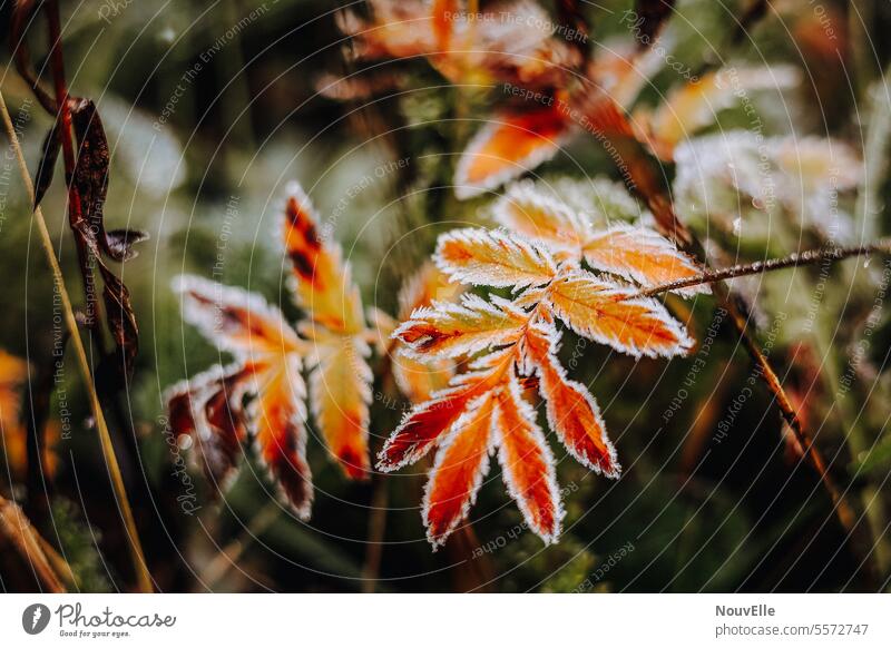 Die Farben des Waldes. Tau Waldboden waldbaden strauch Natur Umwelt ruhig Erholung