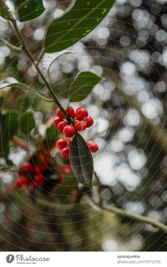 Beeren Pflanze Frucht rot Nahaufnahme Herbst Außenaufnahme Schwache Tiefenschärfe Wildpflanze Umwelt Detailaufnahme Makroaufnahme Blatt natürlich Sträucher