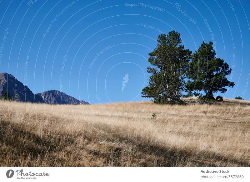 Berglandschaft der Pyrenäen mit Bäumen Berge u. Gebirge Landschaft Baum Gipfel Natur im Freien Hügel Bodenerhebung Gelände Gras Blauer Himmel Wiese Berghang