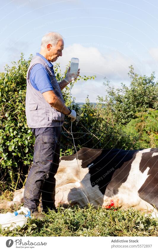 Tierarzt mit Flasche bei der Untersuchung einer Kuh in Galicien Veterinär Galicia Weide Grün untersuchen Viehbestand Bauernhof professionell Mann Fokus Stehen