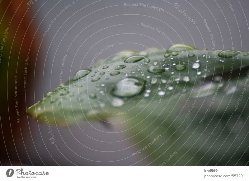 Sommerregen Banane Blatt nass Pflanze Makroaufnahme Regen Wassertropfen