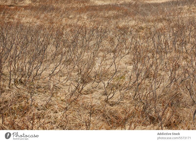 Trockene Pflanzen und Gras auf brauner Landschaft Wiese trocknen Wurzel Island ruhig Natur Umwelt reisen Ausflugsziel abgelegen von oben voller Rahmen friedlich