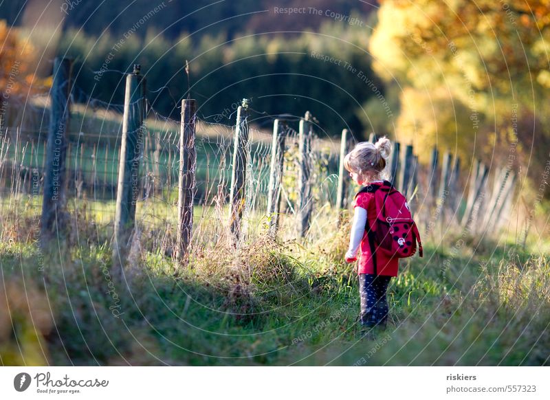 kleiner käfer Mensch Kind Mädchen Kindheit 1 3-8 Jahre Umwelt Natur Herbst Schönes Wetter Wiese Wald Erholung Blick träumen wandern frei Fröhlichkeit frisch