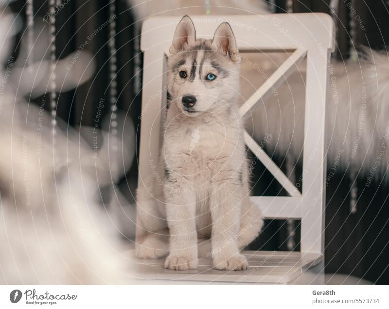 Husky-Welpe sitzt auf einem weißen Stuhl vor dem Hintergrund eines Rings aus weißem Kunstfell Weihnachten sibirischer Husky Sibirischer Husky Welpe