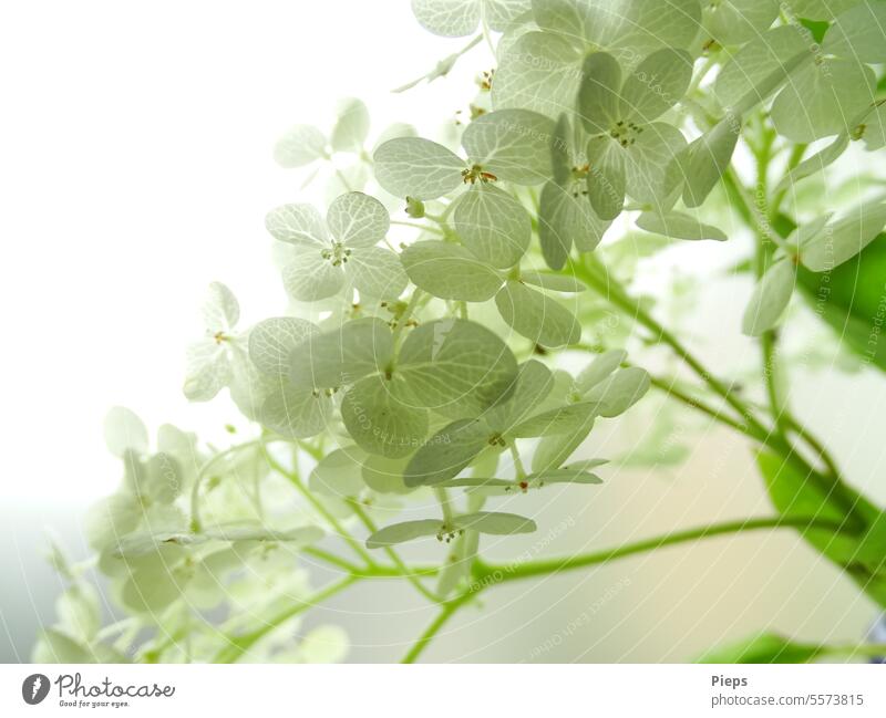 Weiße Hortensienblüten im Gegenlicht Romantik zart Licht natürlich Dekoration Pflanze Blüte Garten weiß grün filigrane Blüten zarte Blüten dezent Blütenblätter