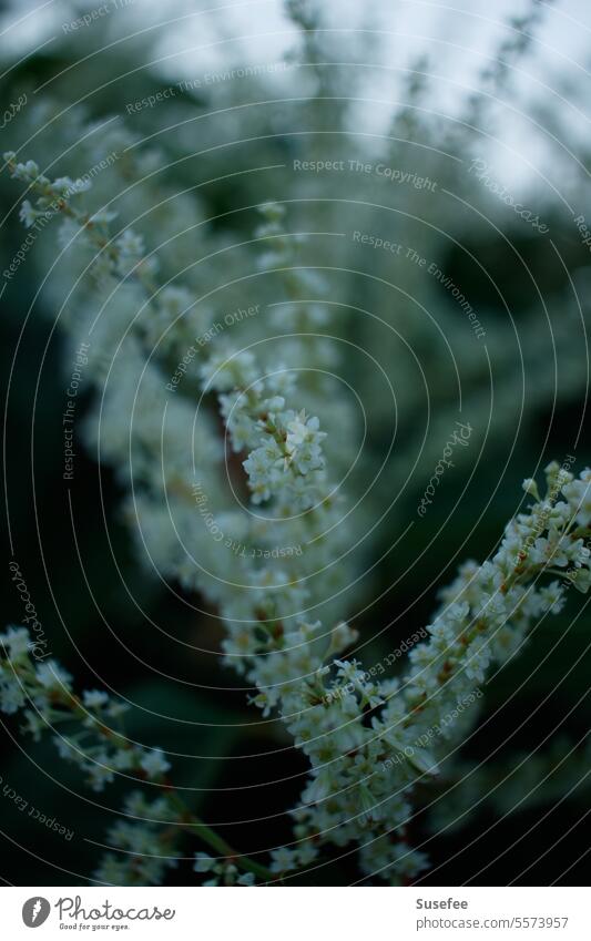 Kleine weiße Blüten mit unscharfem Hintergrund Pflanze Nahaufnahme Garten Bokeh Unschärfe Blühend Weiß grün