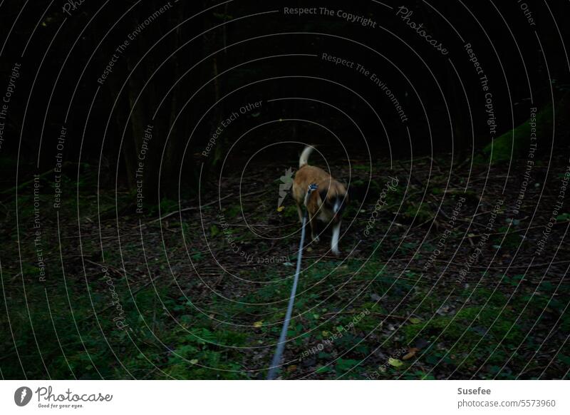 Spaziergang mit Hund im Wald im Freien Haustier Tier Natur Glück Bäume zuhause