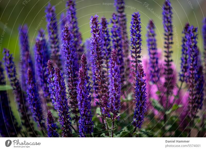 Blühender Salbei (Salvia officinalis) Pflanze violett Sommer lila Natur Garten schön blühend Duft Blüten natürlich Insektenfreundlich violette Blüten Staude