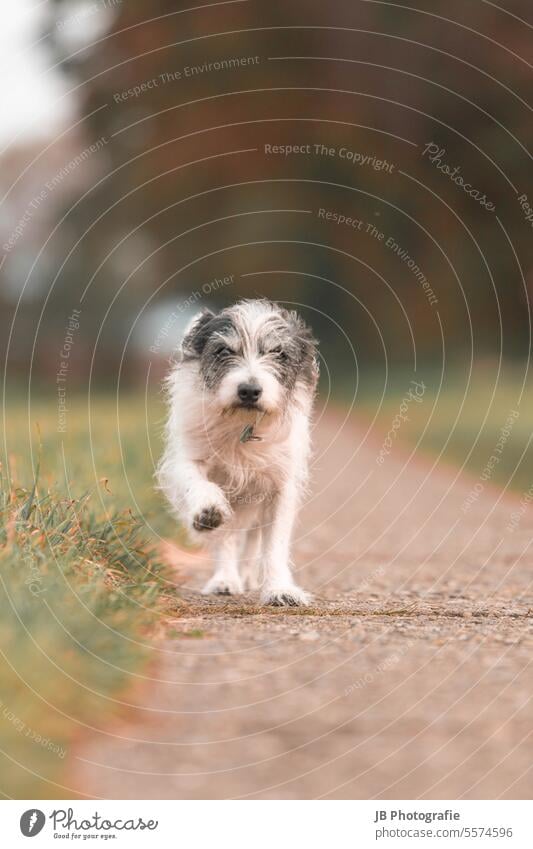 kleiner fröhlicher Hund Hunde Hundeblick Hundefutter Hundekopf Hundeschnauze Tierporträt Terrier Herbst Herbstfärbung draußen Tiergesicht Haustier Blick