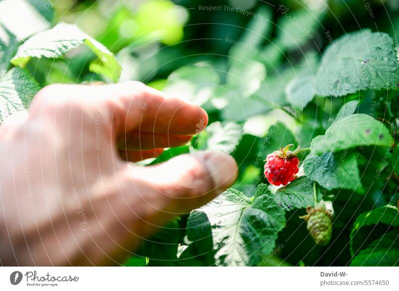 eine Himbeere pflücken Obst Garten Hand Mann Gesunde Ernährung selbstversorger Vitamine Gesundheit Bioprodukte Sommer gesund lecker vitaminreich