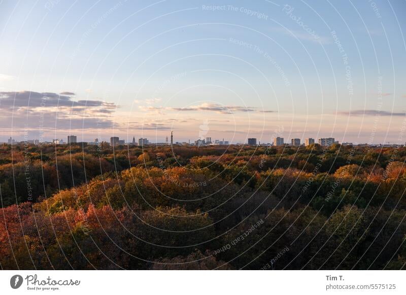 Herbstblick über den Tiergarten Berlin tiergarten berlin menschenleer großer stern Park Himmel Hauptstadt Menschenleer Deutschland Baum park Siegessäule