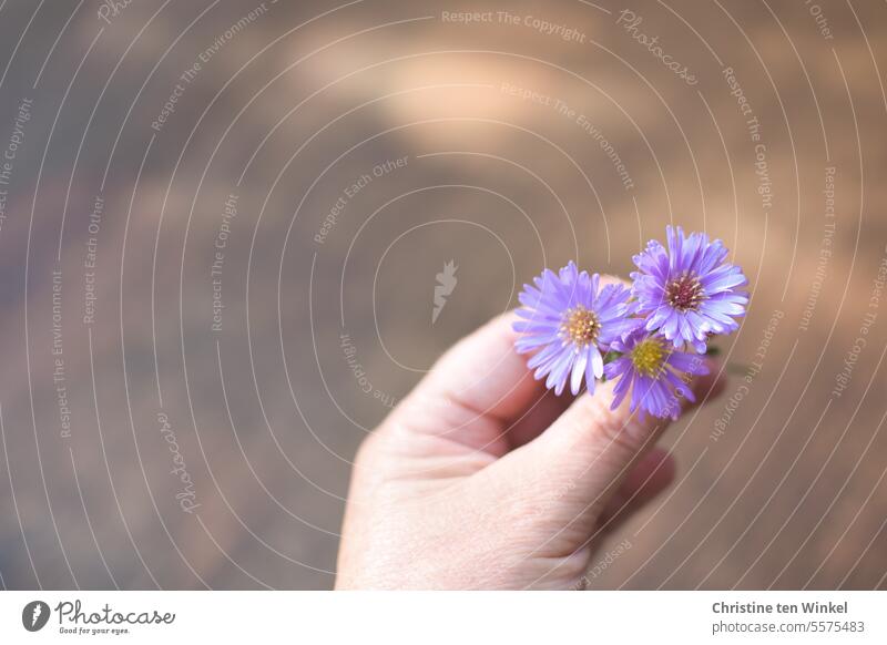 Den Herbst noch etwas festhalten Herbstastern Blüten Hand lila Blüten violette Blüten zeigen Natur blühen Unschärfe Herbstblüte blühend natürliches Licht