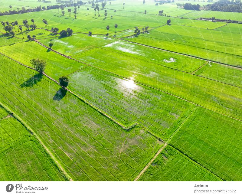 Luftaufnahme eines grünen Reisfelds mit Bäumen in Thailand. Blick von oben auf ein landwirtschaftliches Feld. Reispflanzen. Natürliches Muster eines grünen Reisfeldes. Schönheit der Natur. Nachhaltige Landwirtschaft. Kohlenstoffneutralität.