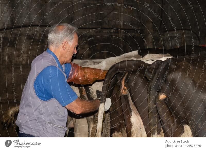 Älterer männlicher Tierarzt bei der Untersuchung einer Milchkuh Veterinär Mann Molkerei Kuh Gesundheit Euter Scheune medizinisch Feld Viehbestand Medizin Pflege