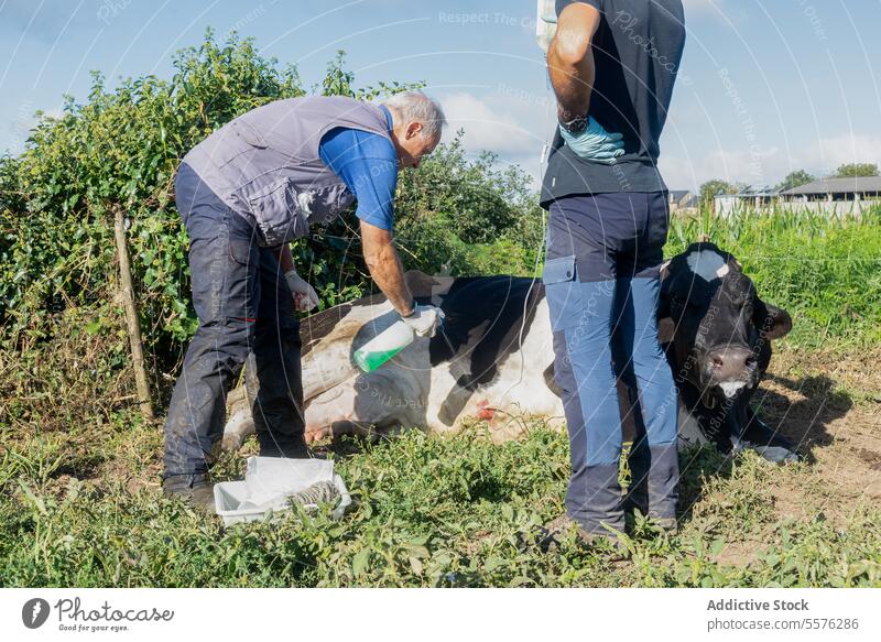 Tierarzt bei der Betreuung einer Kuh im Freien Mann Arbeit Feld Veterinär unterstützen Person Vegetation Pflege medizinisch Behandlung Handschuh Gras bovin