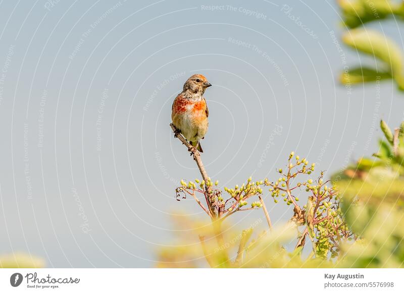 Bluthänfling im Holunderbusch Linaria cannabina Flachsfink Carduelis cannabina Hänflinge Vogel klein Vogel Singvögel Passeri Fauna Vogelwelt Sommer 2022 Gebüsch