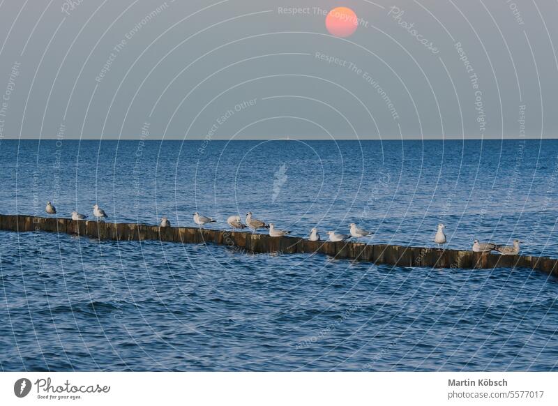 Möwen auf einer Buhne in der Ostsee. Wellen bei Sonnenuntergang. Küste am Meer. Tier MEER Vogel reisen Tierwelt Himmel Flügel windig Feder Wolken Sonnenlicht