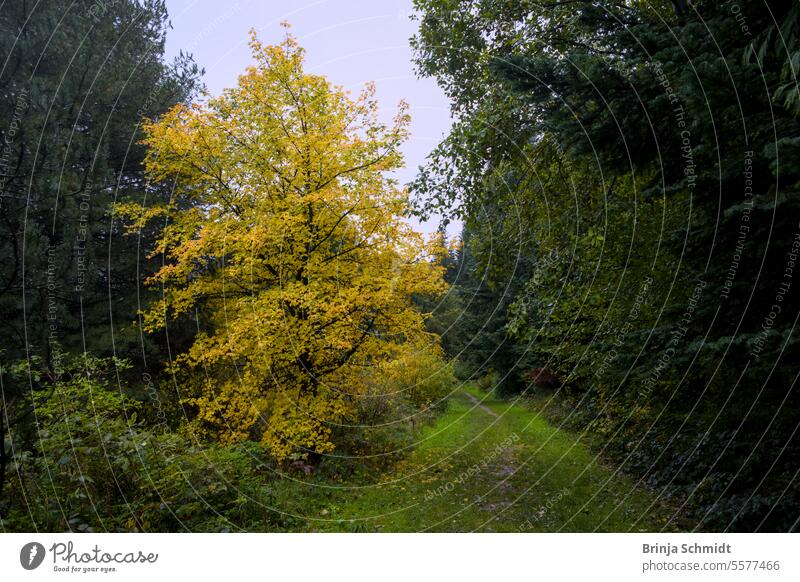 ein grasüberwachsener Fußweg im Herbswald neben grün und gelb belaubten Bäumen direction panoramic tunnel germany seasonal walking travel trail landscape view