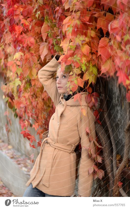 Roter Wein Mensch feminin Junge Frau Jugendliche Erwachsene 1 18-30 Jahre Herbst Sträucher Efeu Blatt Mode Jacke Mantel blond schön Wilder Wein Weinblatt