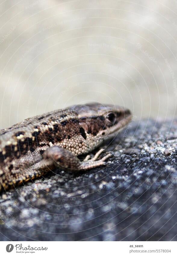 Zauneidechse Eidechse Schuppen schuppig Reptil Tier Natur Wildtier Farbfoto Menschenleer 1 Außenaufnahme Nahaufnahme Tierporträt Echsen Tag exotisch