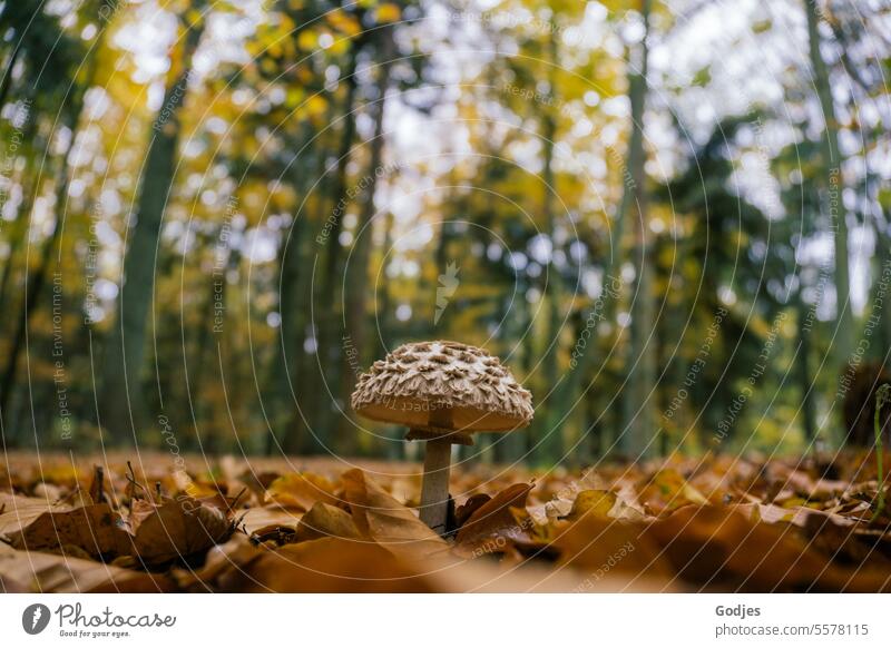 Ein Pilz steht im Wald zwischen braunem Laub, Bäume im Hintergrund Waldpilz Herbst pilze sammeln Natur Pilze essbar Außenaufnahme Nahaufnahme Lebensmittel