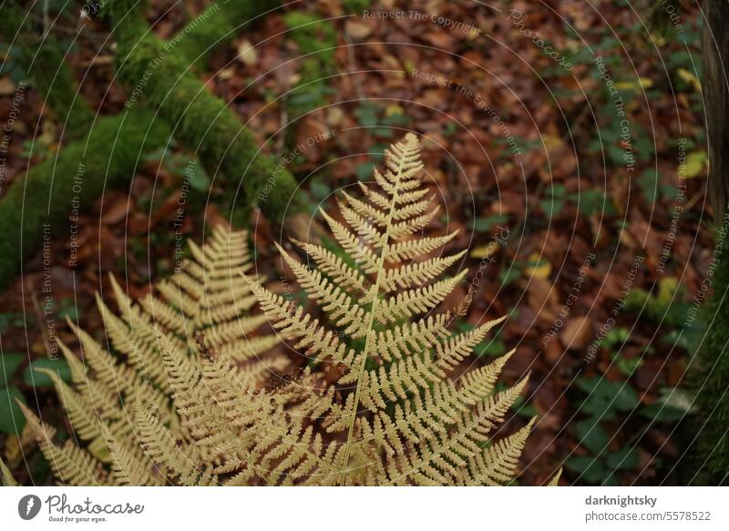 Farne im Herbst, Blatt mit gelber Färbung Farnkraut grün Pflanze Echte Farne Farnblatt Farnblätter Wald Botanik natürlich Farbfoto filigran Außenaufnahme Umwelt