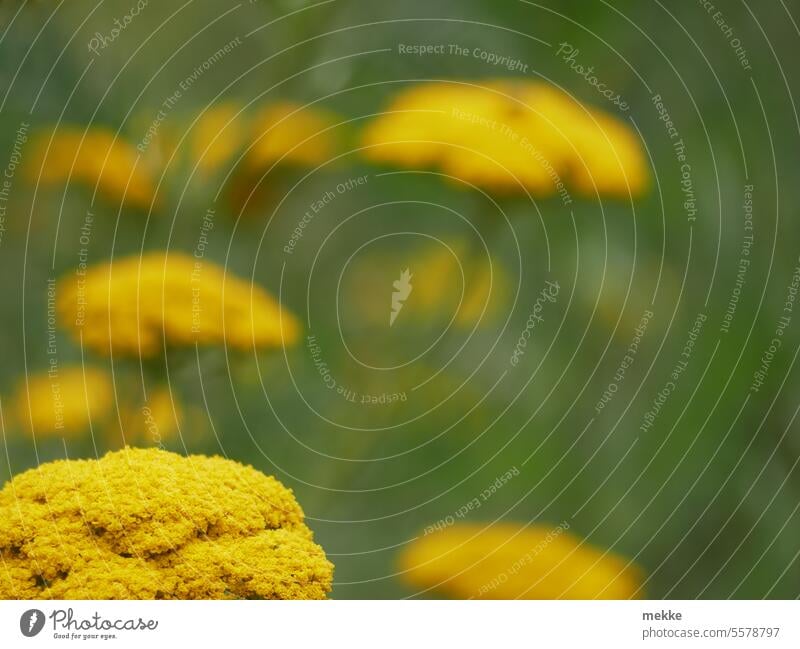 Sommerrückblick Wiese Blumen gelb Staude Schafgarbe Blüte Natur Blühend Garten Blumenwiese Wiesenblume Pflanze Umwelt Wildpflanze Gras grün Frühling