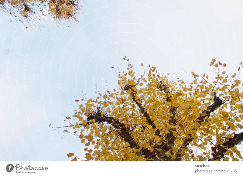 stückchen baum Baum Baumkrone Blätter Laub Herbstlaub gelb Himmel herbstlich Herbstfärbung Herbststimmung Herbstfarben Herbstbeginn Herbstsaison Laubwerk