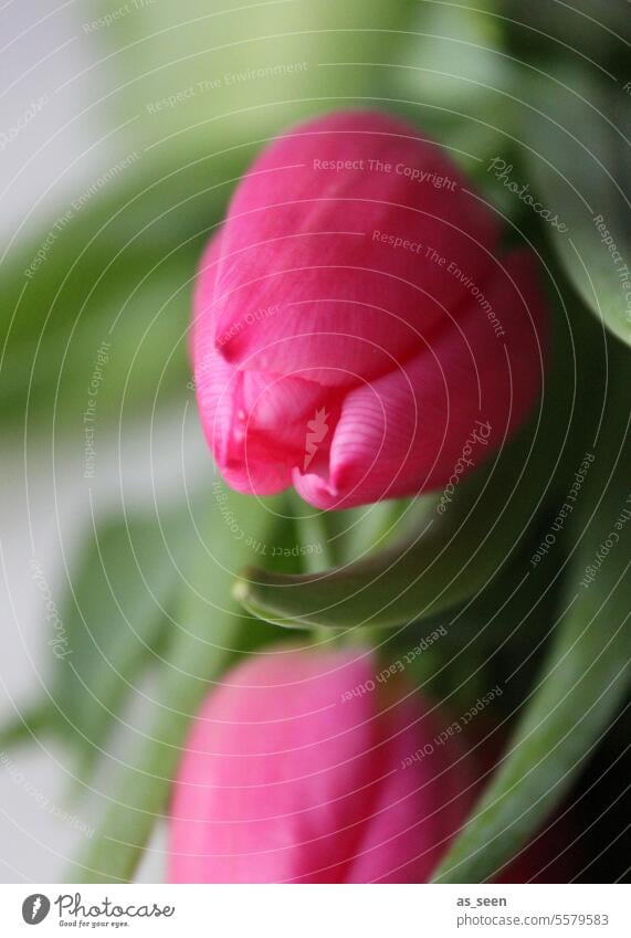 Zwei pinke Tulpen rot grün Blume Pflanze natürlich Frühling Blüte Natur Tulpenblüte Farbfoto Frühlingsblume Blühend Frühlingsgefühle Nahaufnahme Blumen