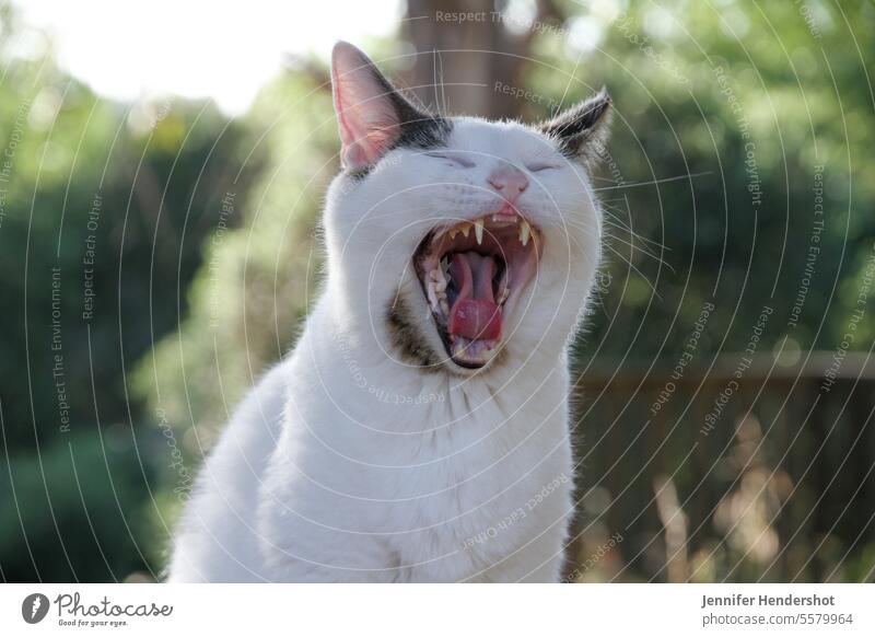 Gähnende Kurzhaar-Hauskatze im Freien Katze gähnt weiße Katze Kurzhaarkatze außerhalb katzenhaft Ein Tier Mischlingskatze Katzengesicht Reißzähne