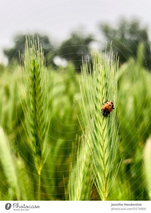 Marienkäfer auf Fuchsschwanzgras Natur Nahaufnahme Tierwelt Feld grün Coccinellidae Makro rot Pflanze niedlich Wanze natürlich Müsli vertikal im Freien