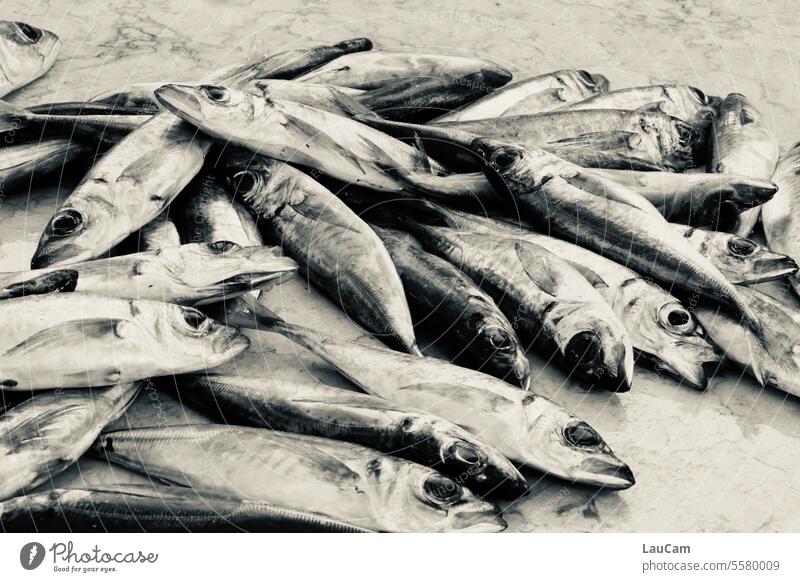 Fang des Tages Fische Fischerei Fischmarkt fischen Fischereiwirtschaft angeln Fischfang Meer Küste Fischerdorf Ernährung Fischereihafen