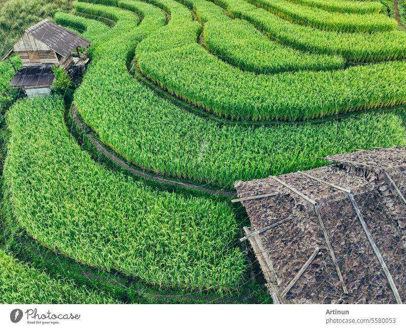 Landschaft mit grünen Reisterrassen inmitten der Berglandwirtschaft. Reiseziele in Chiangmai, Thailand. Terrassenförmig angelegte Reisfelder. Traditionelle Landwirtschaft. Asiatisches Essen. Thailand Tourismus. Naturlandschaft.