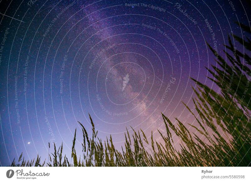 Blick von unten auf den nächtlichen Sternenhimmel über grünem Gras in der Sommersaison. Nacht Sterne über Wiese im August Monat schön kosmisch Schmuckkörbchen