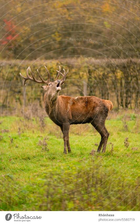 Ein röhrender Hirsch Hirsche Wildtier Tier Außenaufnahme Farbfoto Menschenleer Tierporträt Natur Umwelt wild Jagd Säugetier Landschaft natürlich Wiese Tierwelt