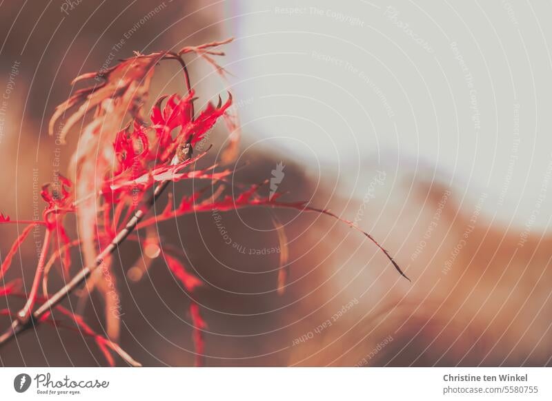 Herbstmelancholie Ahorn schön Natur Unschärfe schwache Tiefenschärfe zart filigran Strauch Blätter Schlitzahorn Acer palmatum dissectum