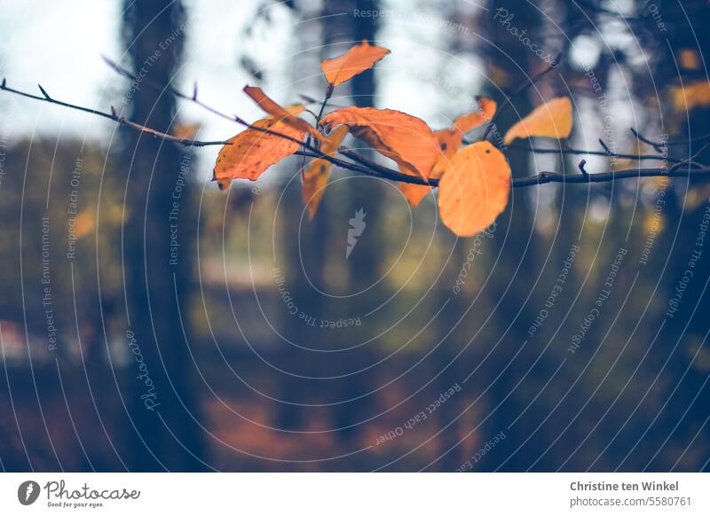 Die letzten Blätter an den Zweigen Natur Herbst Herbstlaub herbstlich Herbstfärbung Herbstfarben Herbststimmung Jahreszeiten Wald Bäume Buchenblätter gelb