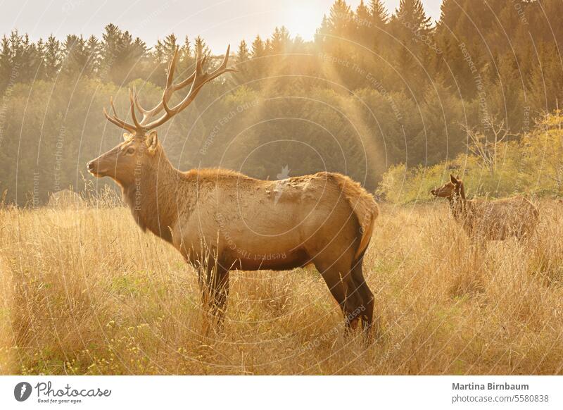 Elch mit majestätischem Geweih in der Morgensonne Elchgeweih Elchland Bleßwild Horn Tier im Freien Natur wapiti Tierwelt Säugetier Bock fallen Hirsche Bulle