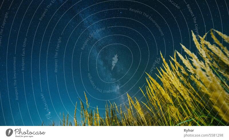 Blick von unten auf den nächtlichen Sternenhimmel von grünem Gras in der Sommersaison. Nacht Sterne über Wiese im August Monat. Grünes Gras auf dem Hintergrund der natürlichen Sternenhimmel