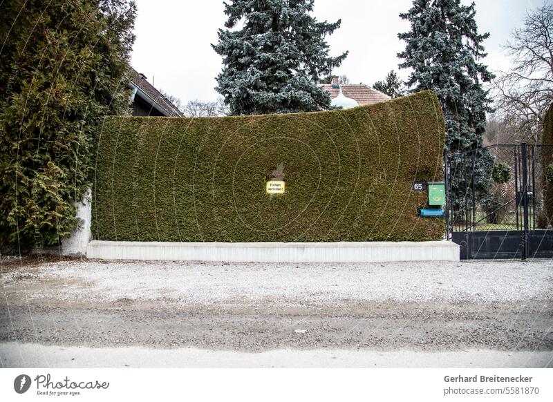 In Form geschnittene, mauerähnliche Hecke mit Parken-Verboten-Schild Mauer Parkverbot Gartenzaun Zaun Besitz Eigentum Gartentor Außenaufnahme Parkplatz