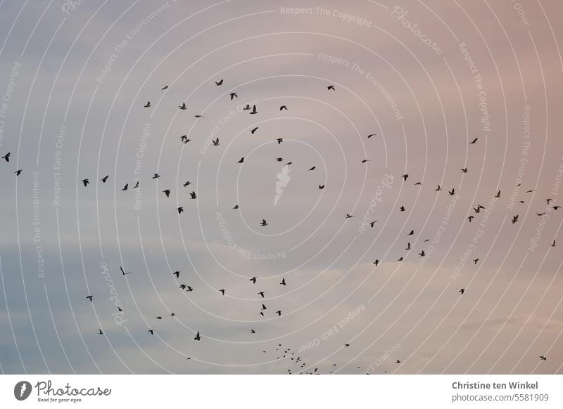 Abflug! Vögel Vogelschwarm fliegende Vögel Tauben Stare Vogelflug Freiheit Himmel Schwarm Tiergruppe Bewegung Luft frei Zusammensein Natur Wildtier viele Tiere